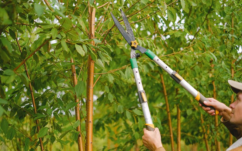 Tree trimming in Shambaugh, IA